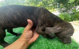 Cane Corso dogs for sale: Iccf Ozzy - Image 3