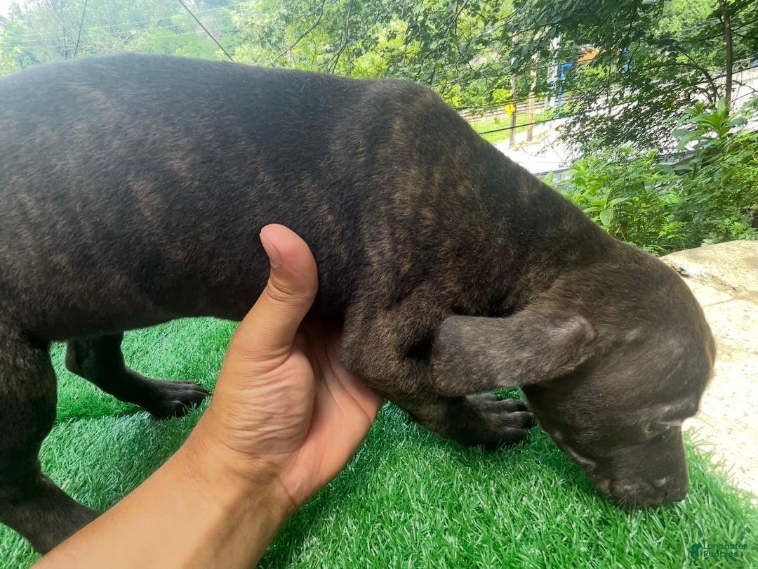 Cane Corso dogs for sale: Iccf Ozzy - Image 3
