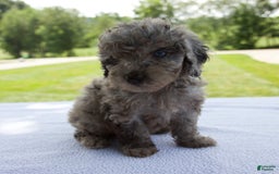 Miniature Poodle dogs for sale: Benson - Image 6