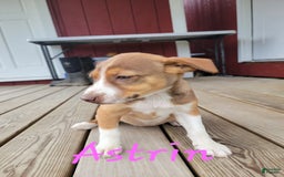 Australian Cattle Dog dogs for sale: Astrin - Image 3