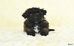 Bichpoo dogs for sale: Graham Cracker - Image 3