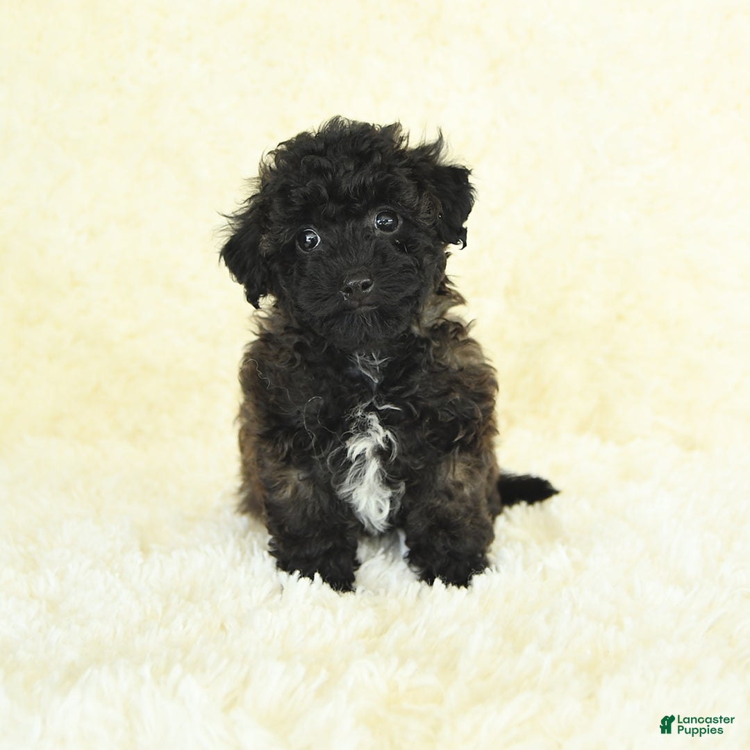 Bichpoo dogs for sale: Graham Cracker - Image 3