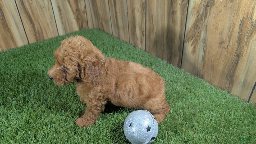 Miniature Poodle dogs for sale: Little Honey Girl 2 - Image 3