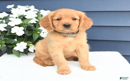 Miniature Golden Retriever dogs for sale: Kevin - Image 1