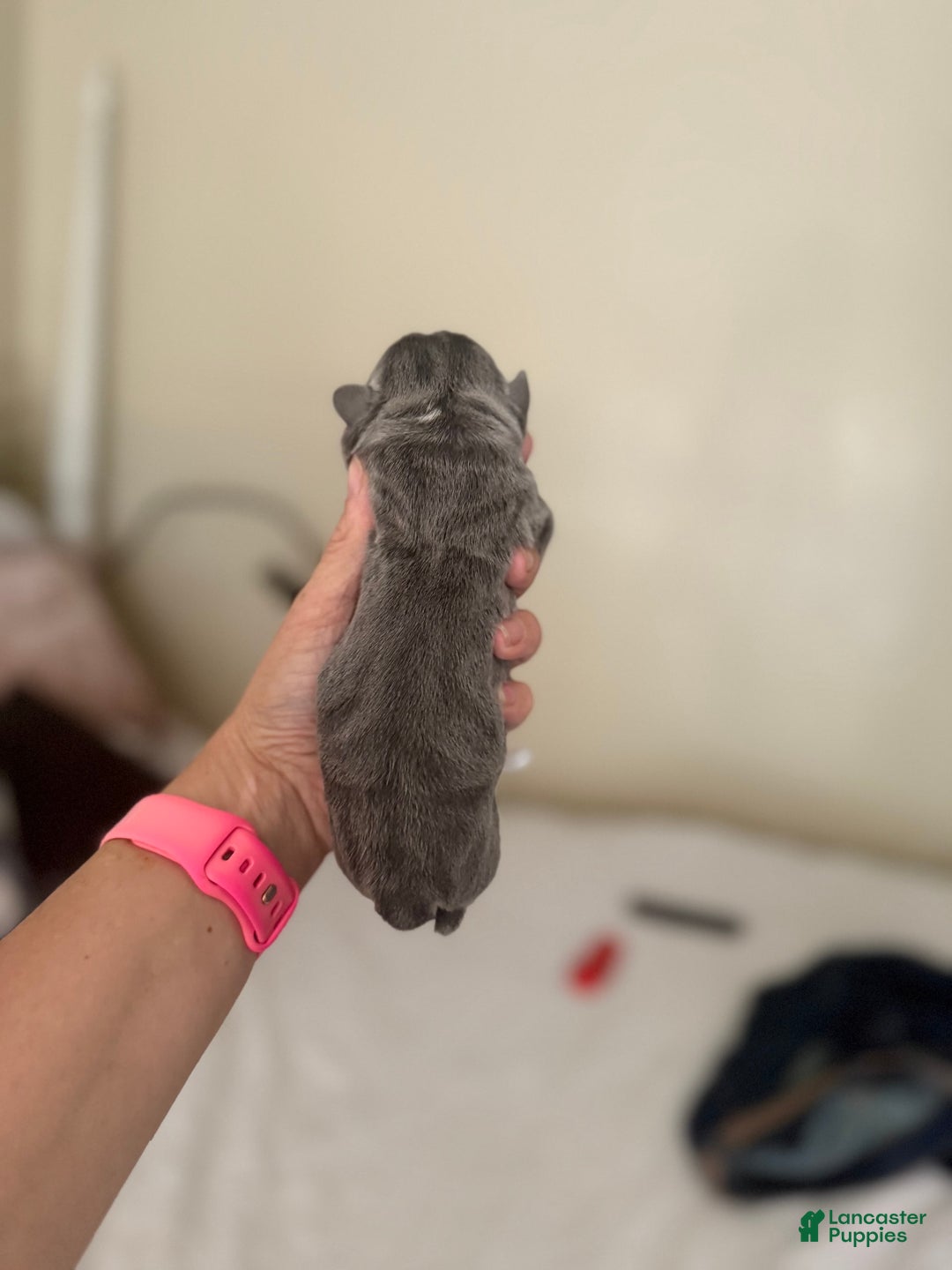 Olde English Bulldogge dogs for sale: Morticia - Image 10
