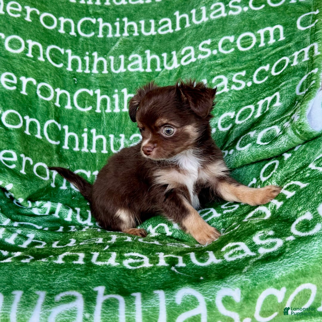 Chihuahua dogs for sale: Theodore Chocolate Lc - Image 33