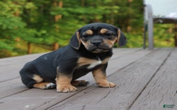 Beabull dogs for sale: Hadley - Image 3