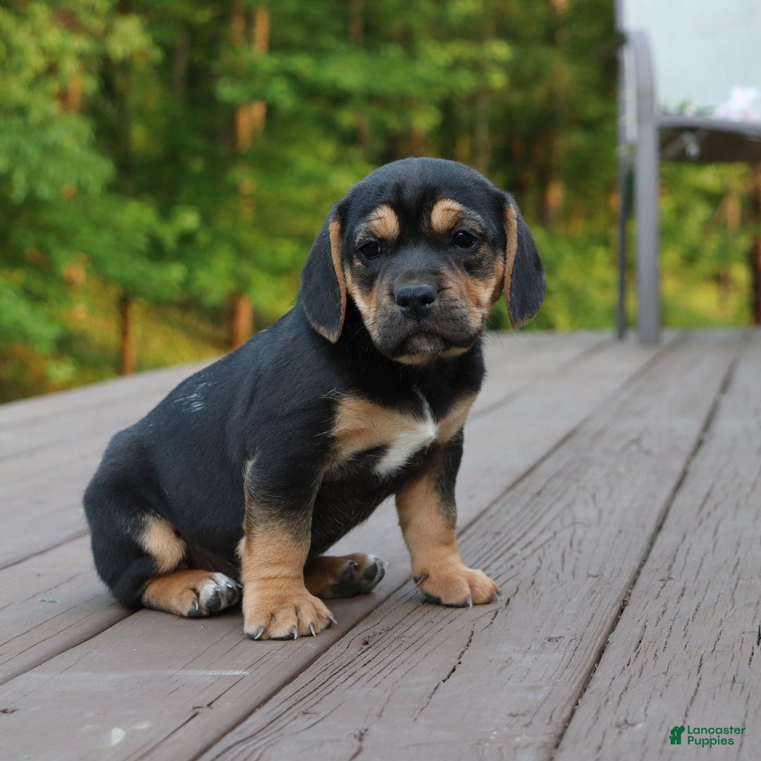 Beabull dogs for sale: Hadley - Image 3
