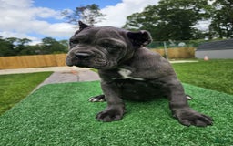Cane Corso dogs for sale: Mila - Image 5