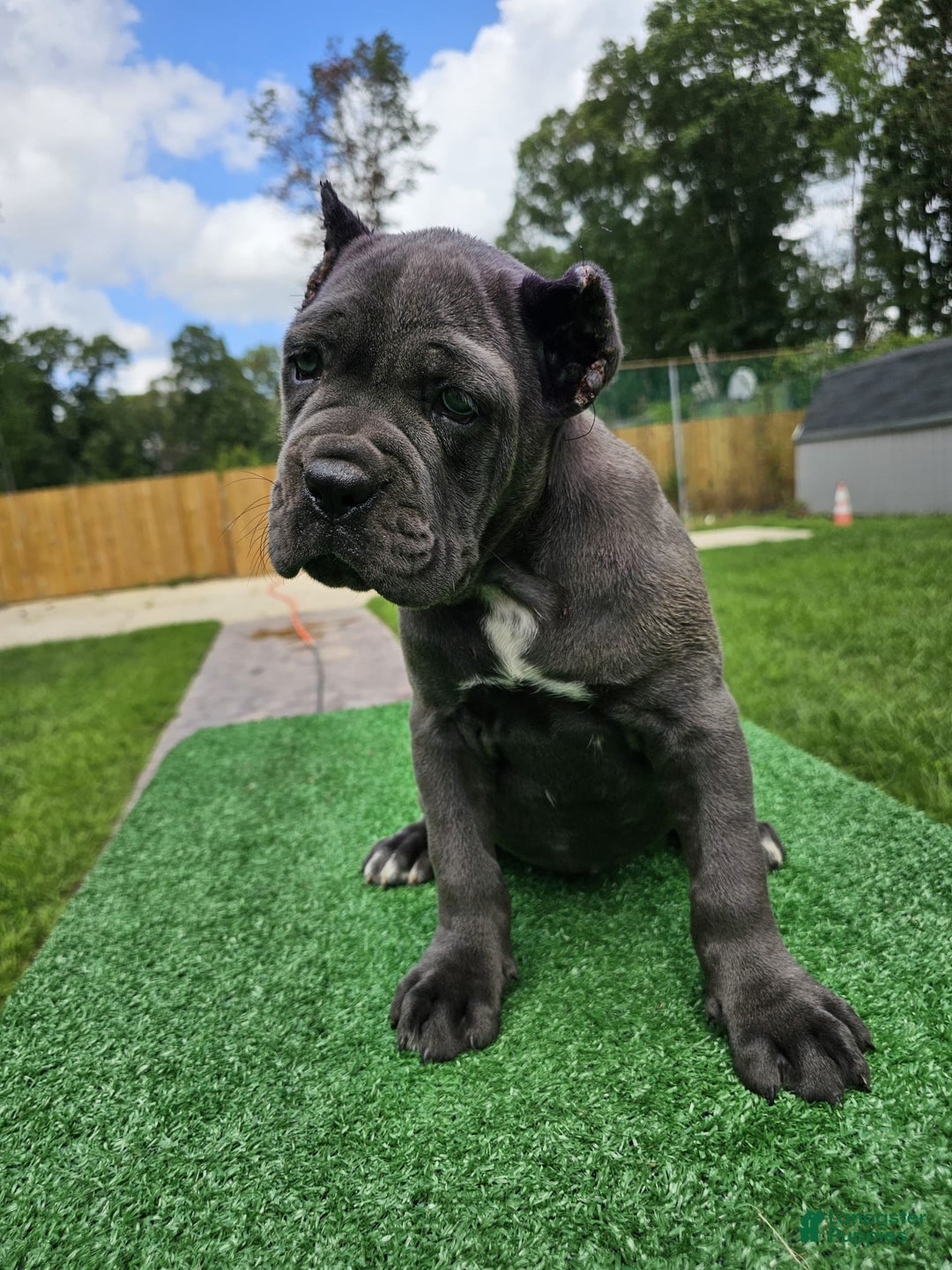 Cane Corso dogs for sale: Mila - Image 5