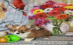 Welsh Corgi Pembroke dogs for sale: Harvey Fluffy - Image 1