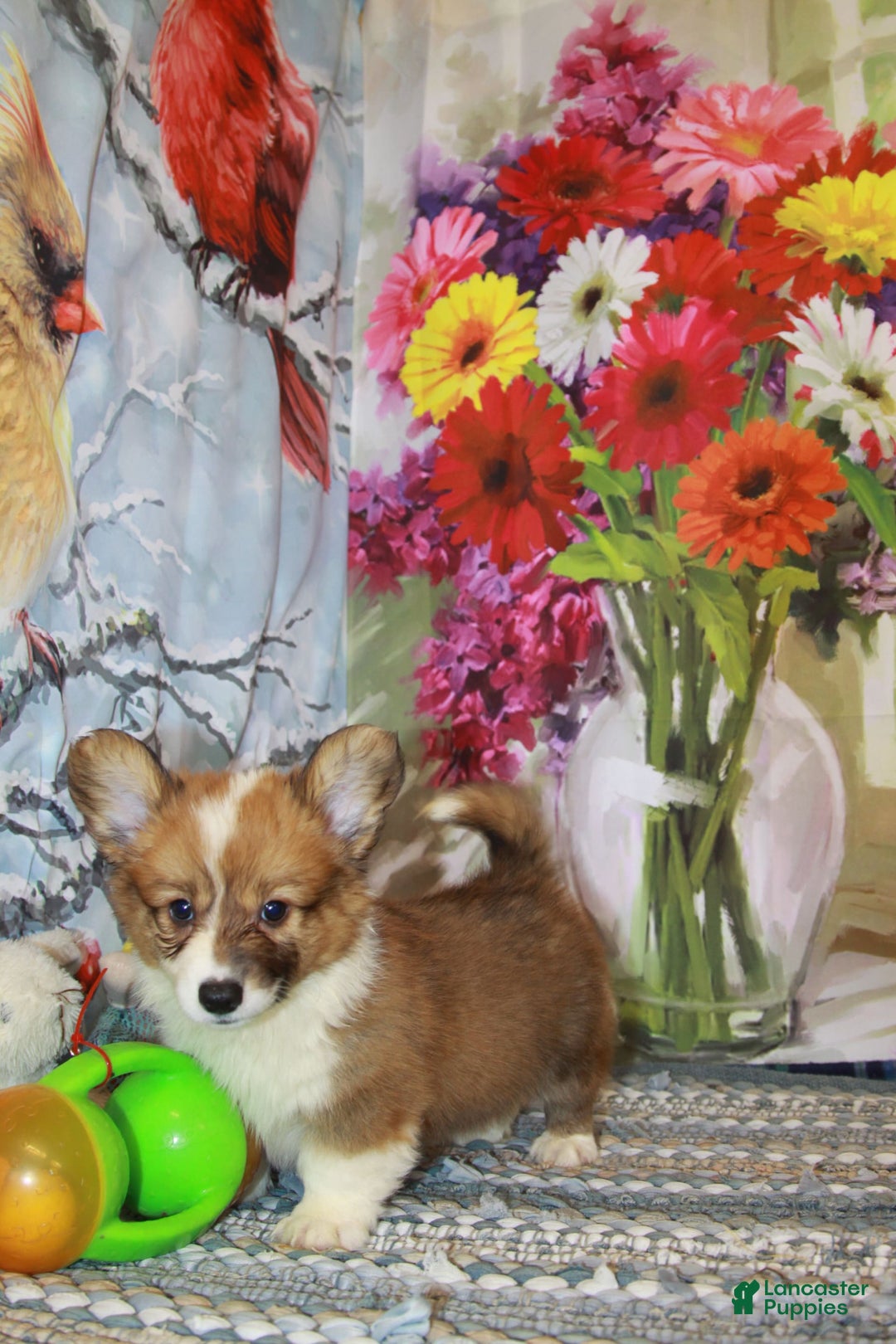 Welsh Corgi Pembroke dogs for sale: Harvey Fluffy - Image 1
