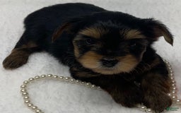 Yorkshire Terrier dogs for sale: Jolene - Image 2