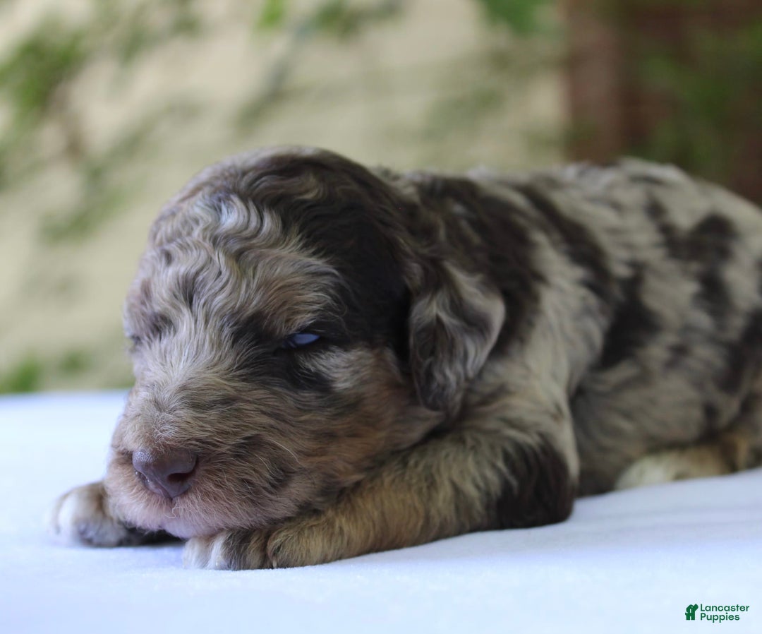 Standard Poodle dogs for sale: Denver Moyen - Image 16