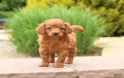 Cockapoo dogs for sale: Evan - Image 4