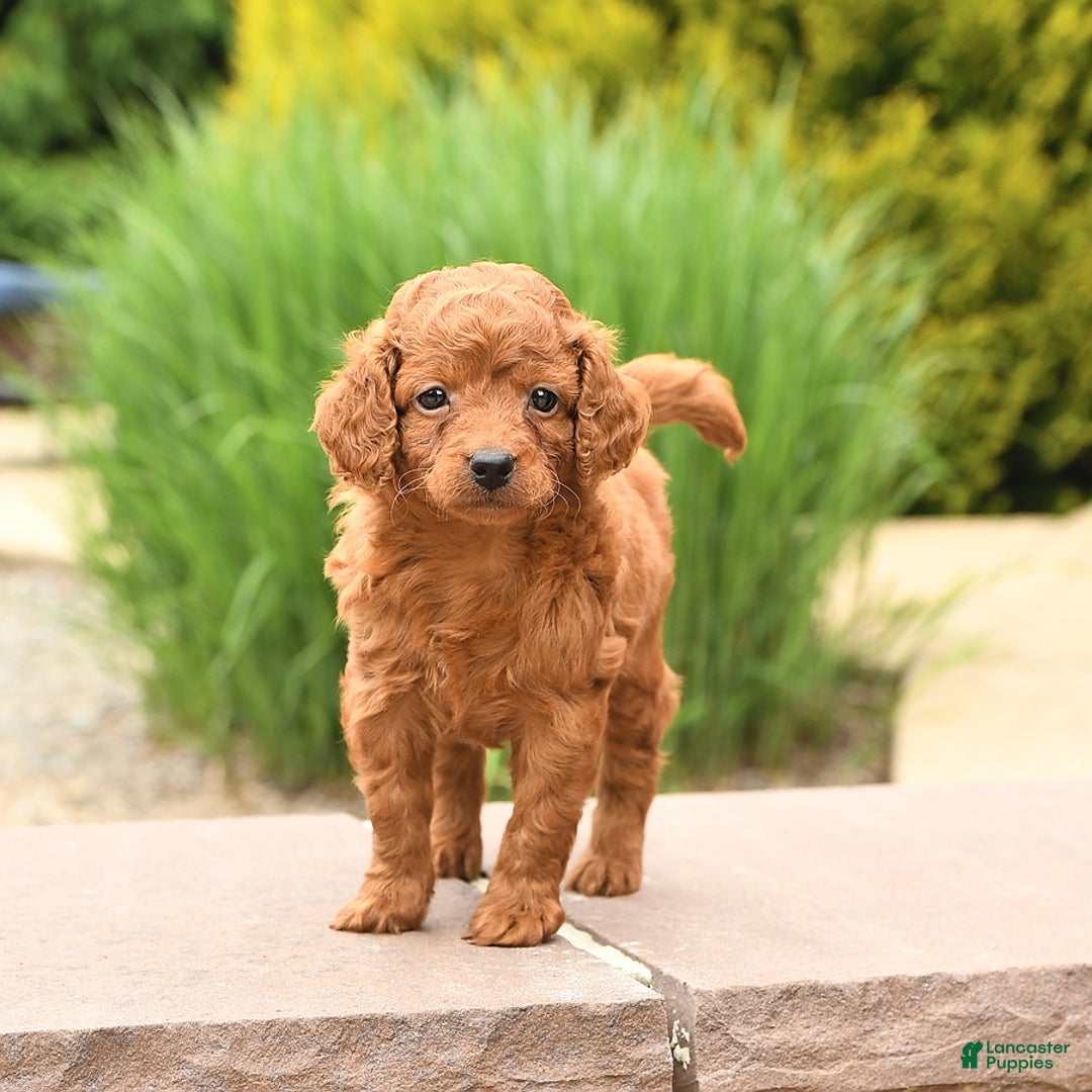 Cockapoo dogs for sale: Evan - Image 4