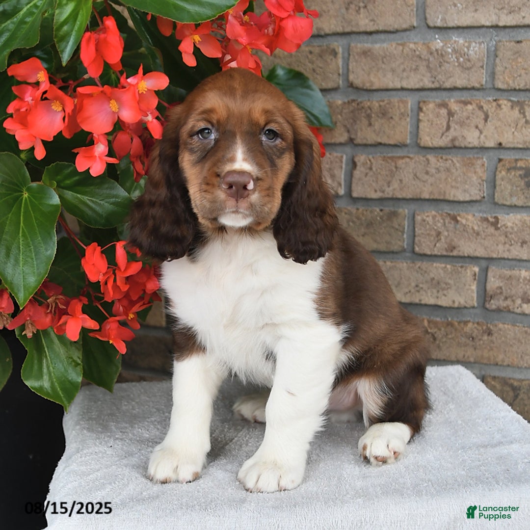 English Springer Spaniel dogs for sale: Colton - Image 5