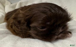 Shih Tzu dogs for sale: Kaylee - Image 18