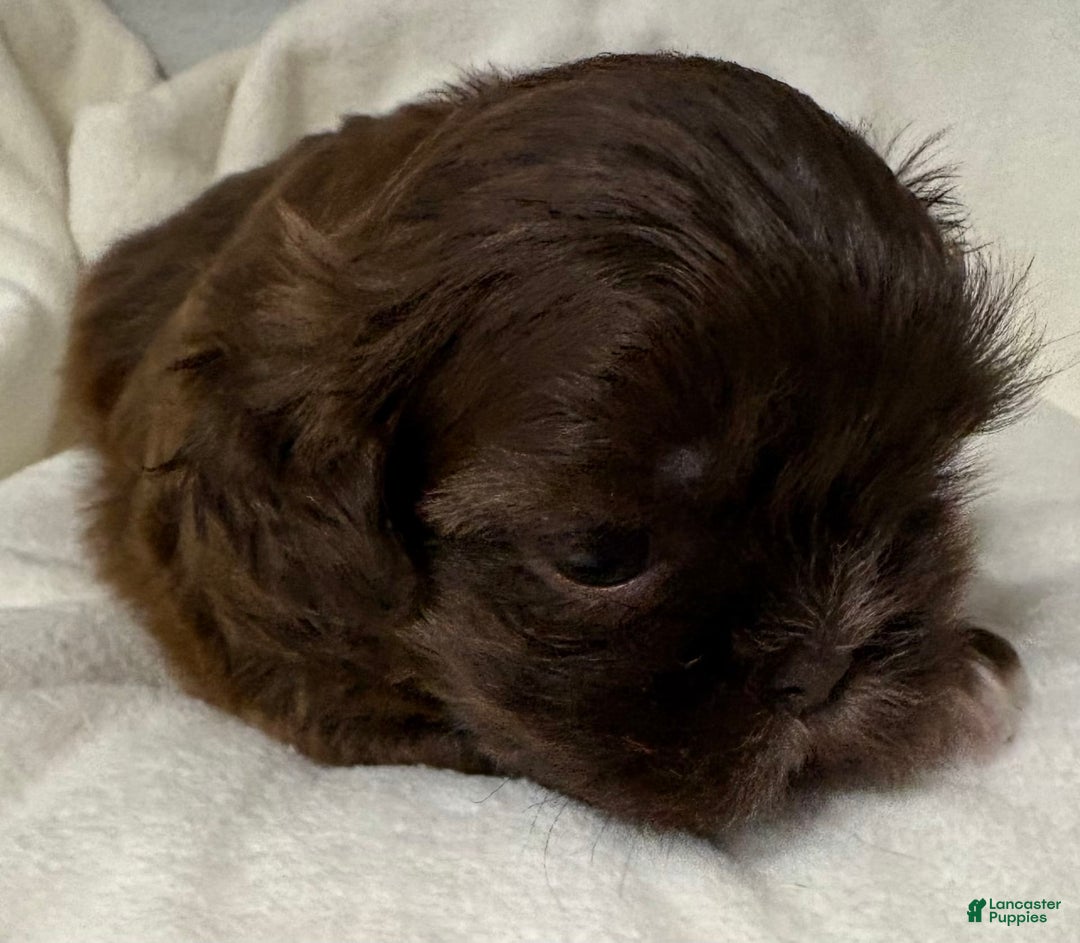 Shih Tzu dogs for sale: Kaylee - Image 18