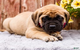English Mastiff dogs for sale: Hadley - Image 9