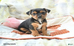 Yorkshire Terrier dogs for sale: Yorkshire Terrier 6 puppies - Image 17