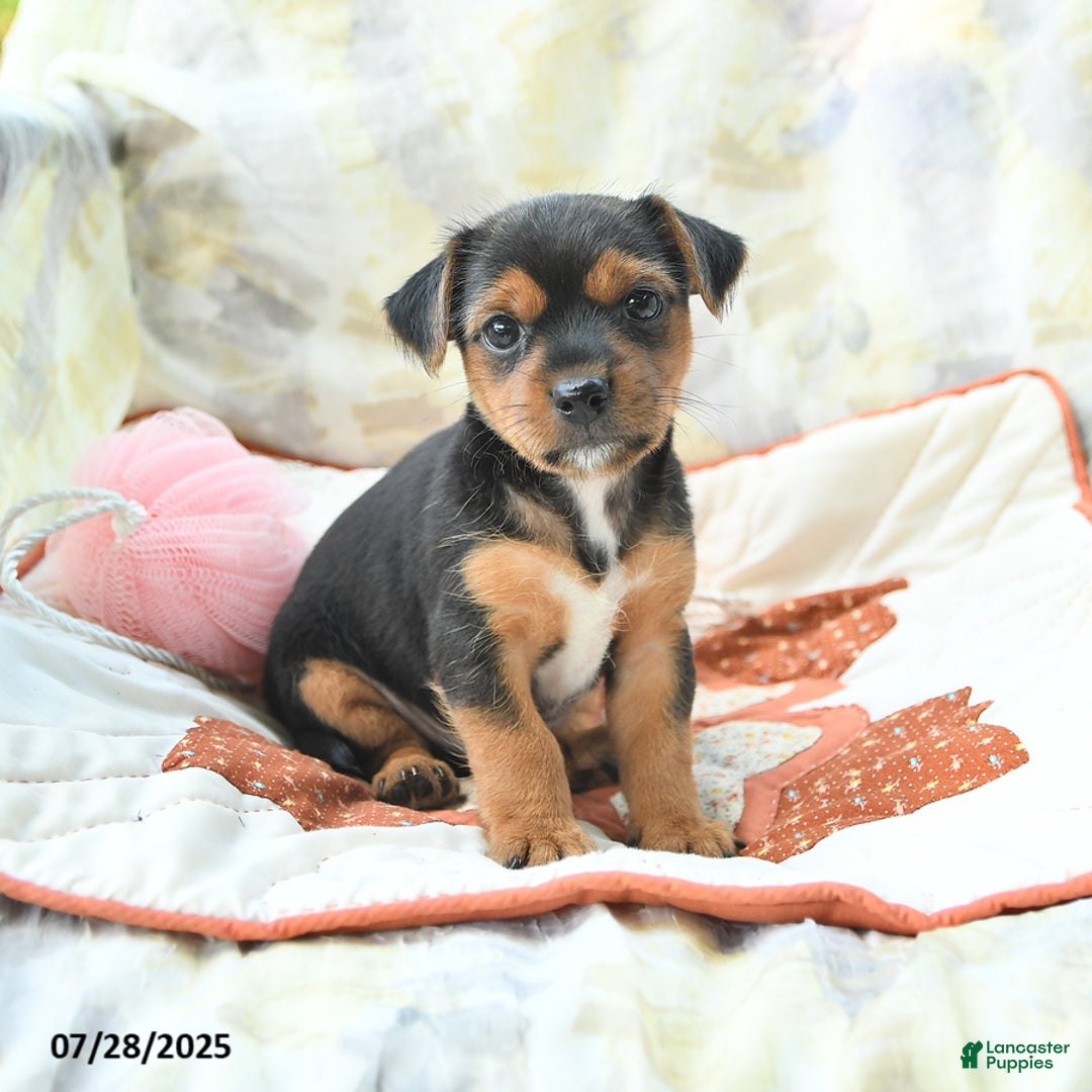 Yorkshire Terrier dogs for sale: Yorkshire Terrier 6 puppies - Image 17