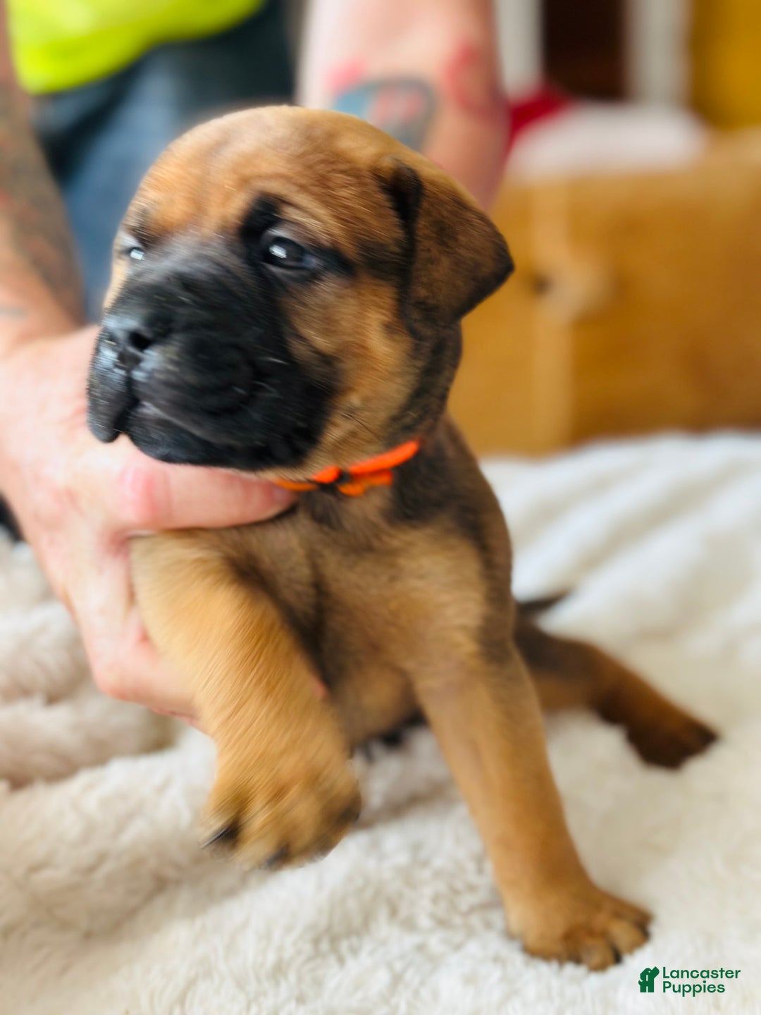 Bullmastiff dogs for sale: Puppy1 - Image 4