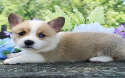 Welsh Corgi Pembroke dogs for sale: Lola - Image 7