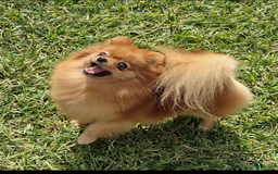 Pomeranian dogs for sale: Aspen - Image 3