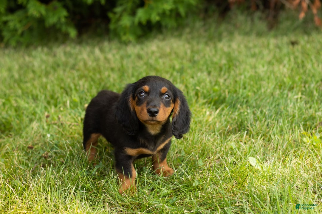 Miniature Dachshund dogs for sale: Buddy - Image 9