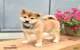 Shiba Inu dogs for sale: Rocky - Image 1