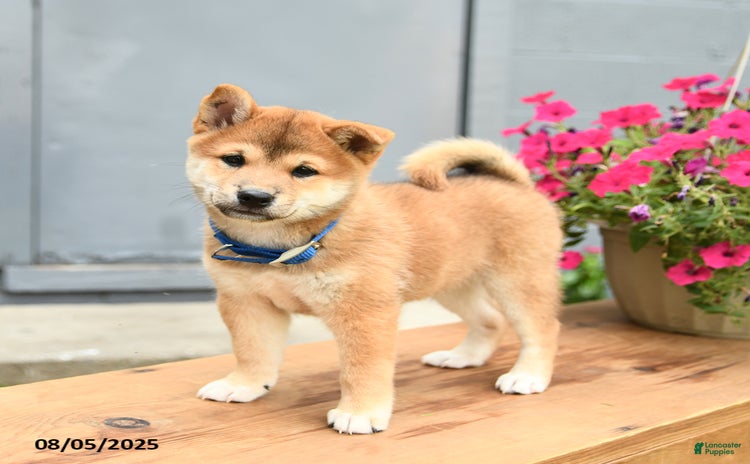 Shiba Inu dogs for sale - Ad 1