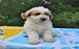 Mini Goldendoodle dogs for sale: Buster - Image 11