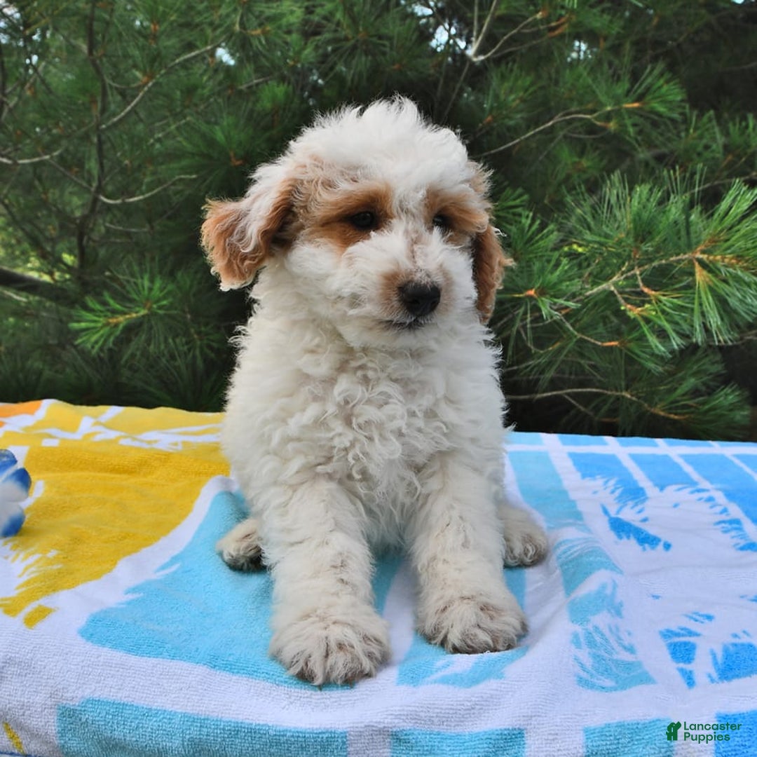 Mini Goldendoodle dogs for sale: Buster - Image 11
