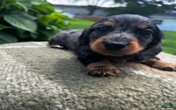 Dachshund dogs for sale: Juno - Image 3