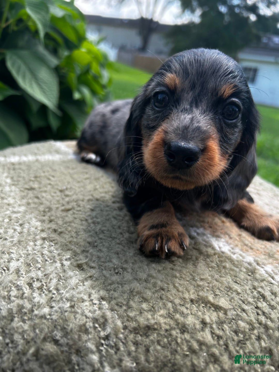 Dachshund dogs for sale: Juno - Image 3