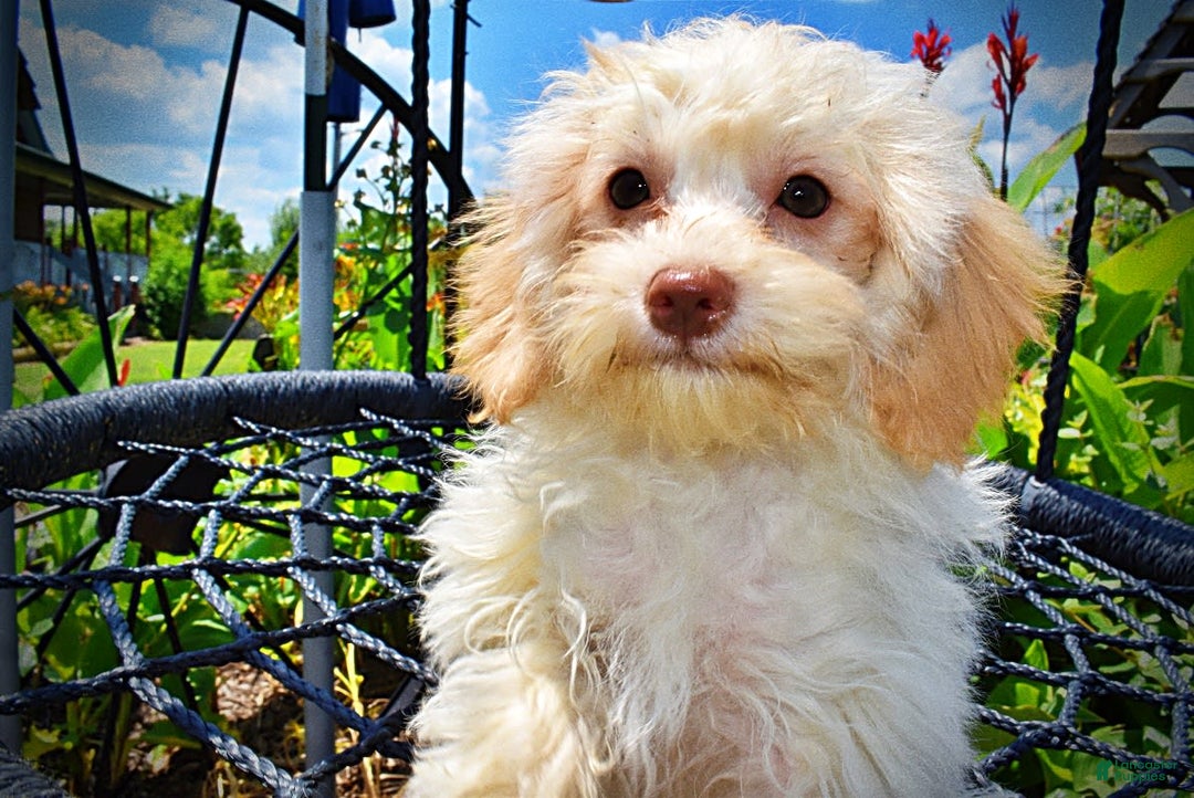 Havapoo dogs for sale: Vanilla - Image 11