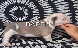 Olde English Bulldogge dogs for sale: Olde English Bulldogge 4 puppies - Image 9