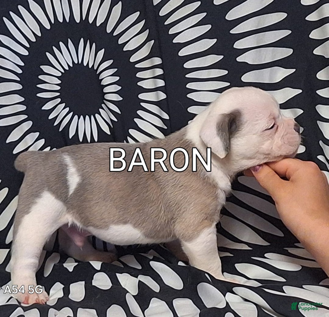 Olde English Bulldogge dogs for sale: Olde English Bulldogge 4 puppies - Image 9