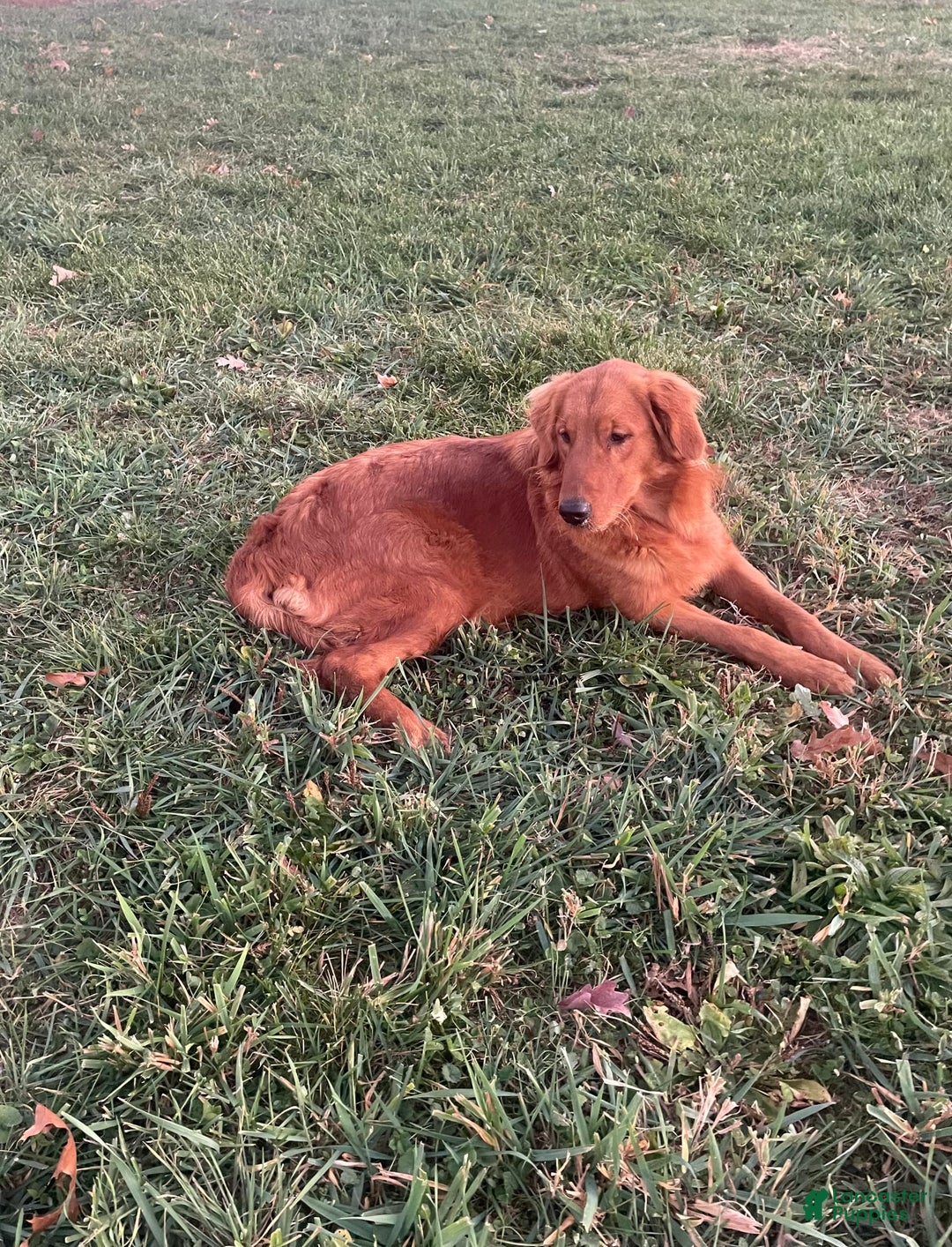 Golden Retriever dogs for sale: King - Image 5