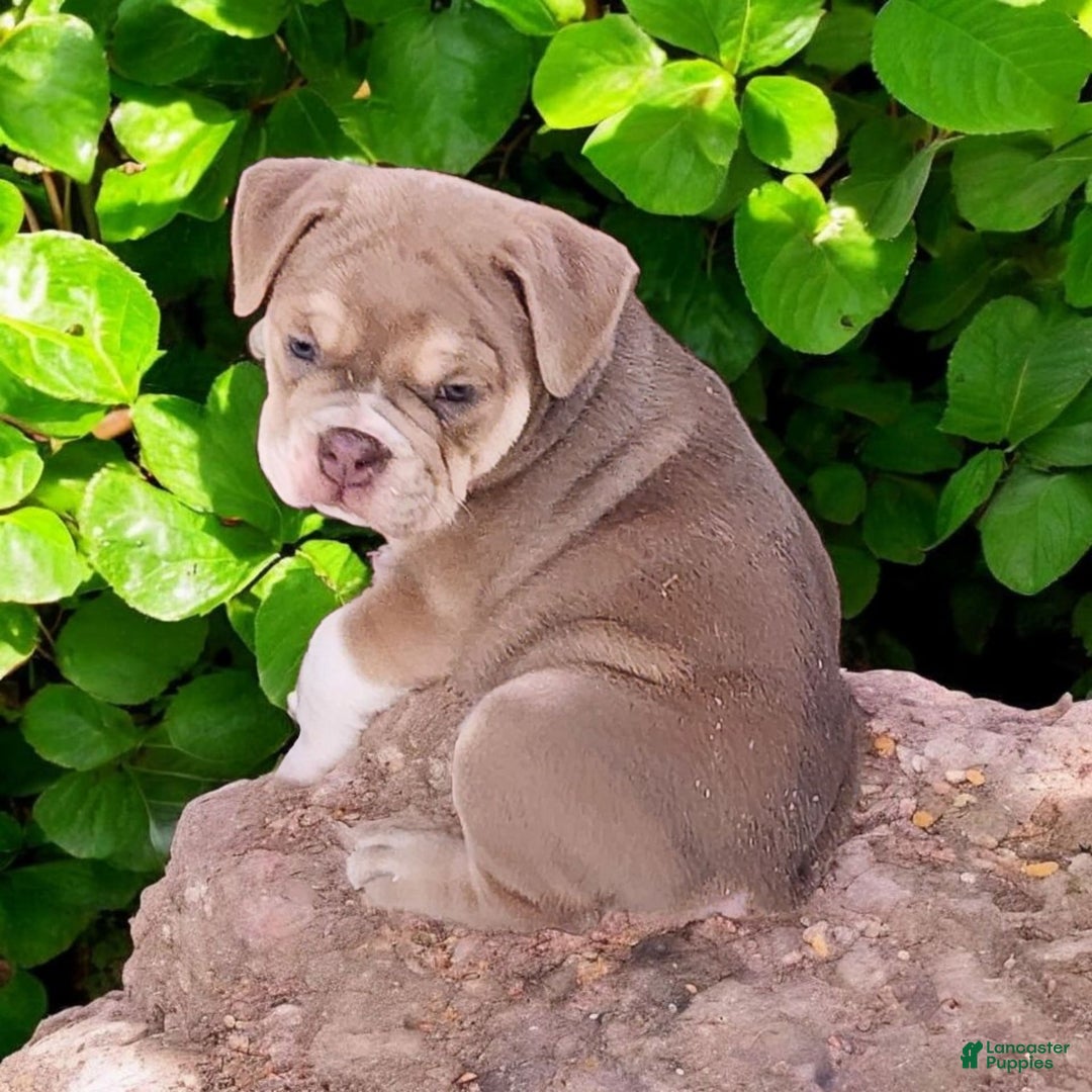 English Bulldog dogs for sale: Venus - Image 12