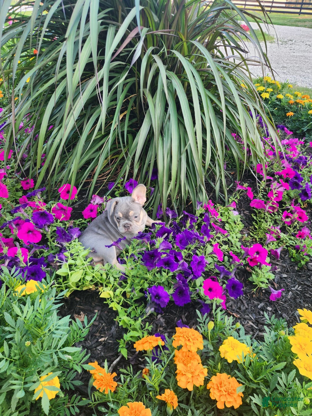 French Bulldog dogs for sale: Max - Image 12