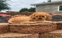 Cavapoo dogs for sale: Nellie - Image 2