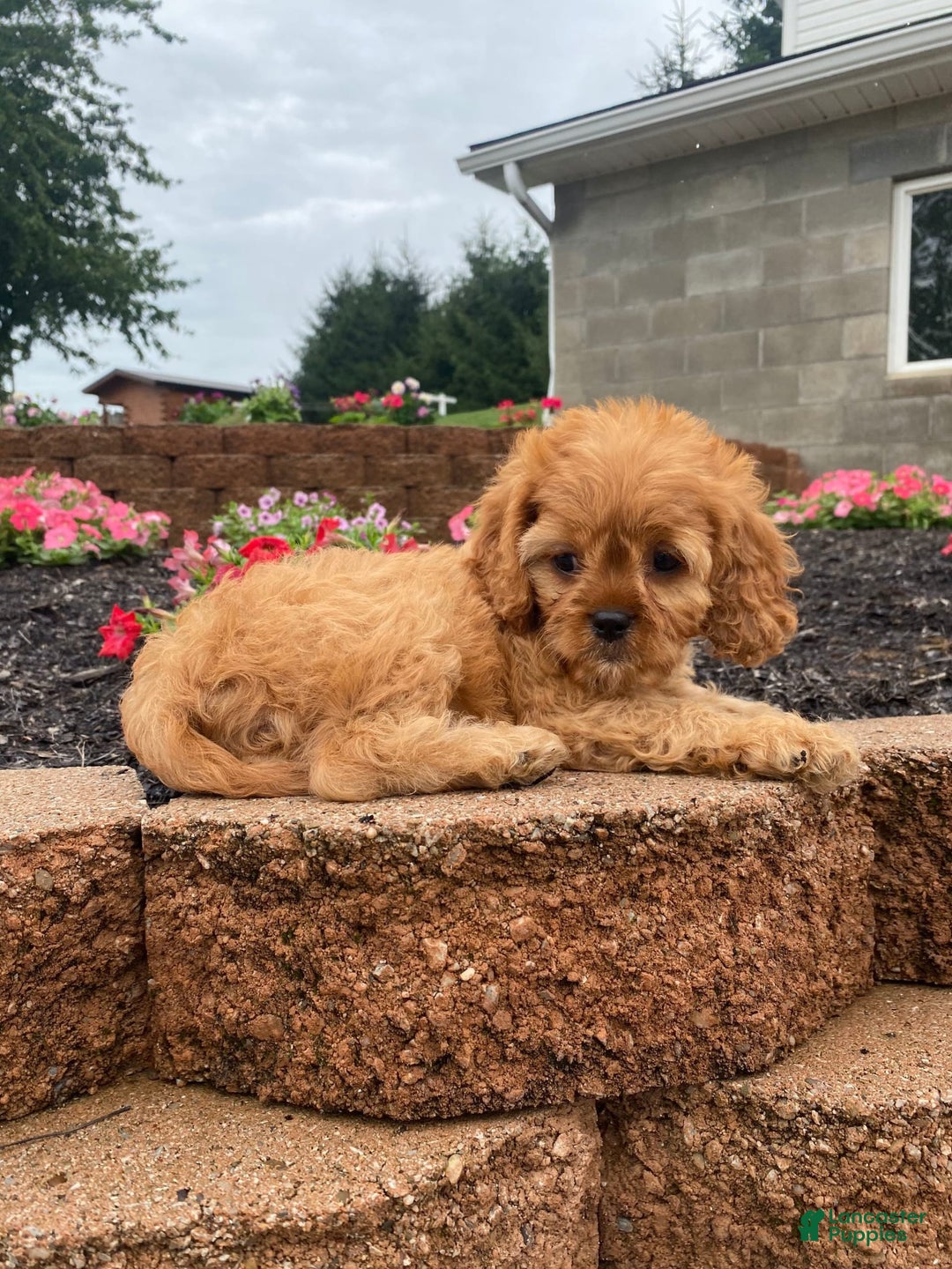 Cavapoo dogs for sale: Nellie - Image 2