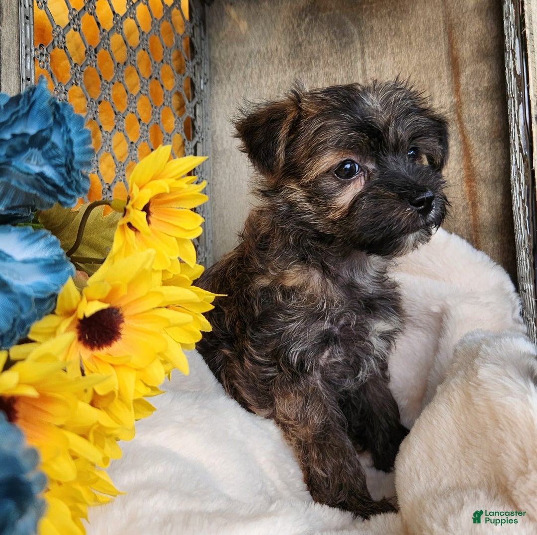 Morkie dogs for sale: Bandit - Image 3