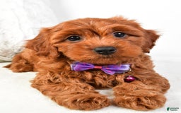 Cavapoo dogs for sale: Viola - Image 6