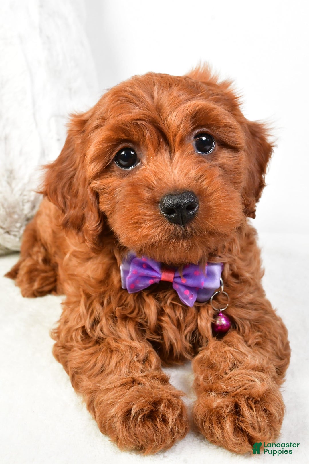 Cavapoo dogs for sale: Viola - Image 6