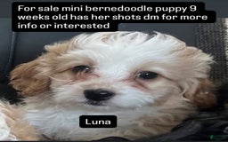 Mini Bernedoodle dogs for sale: Luna - Image 1