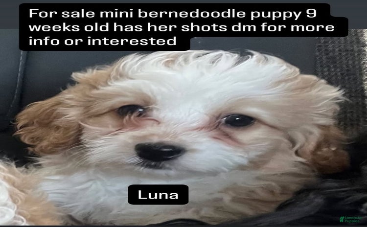 Mini Bernedoodle dogs for sale - Ad 1