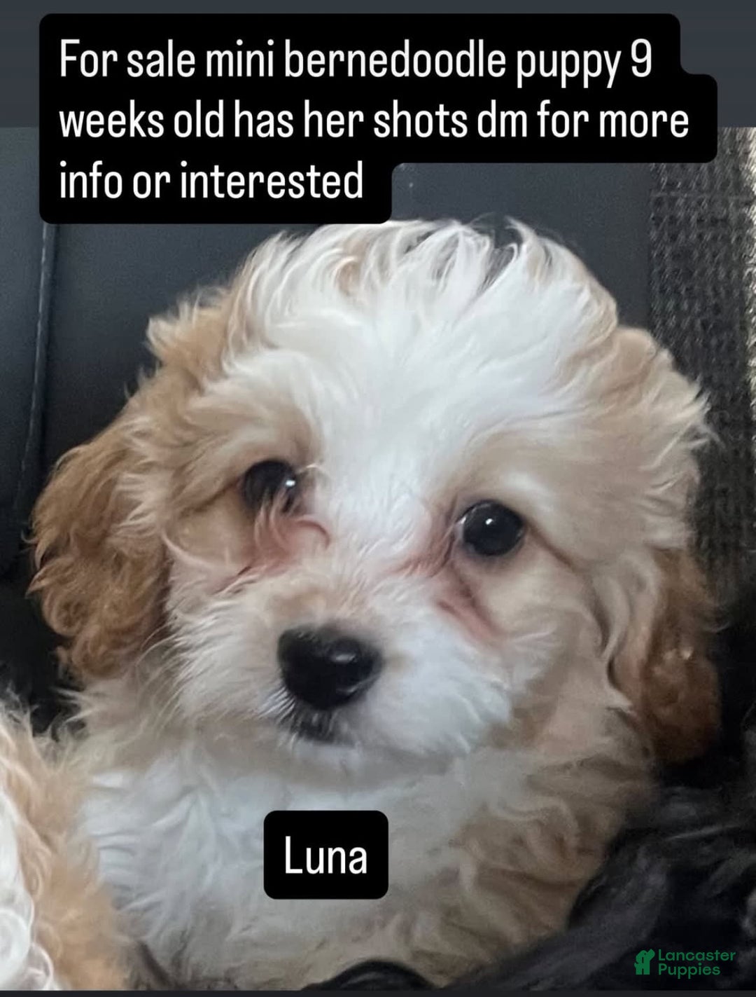 Mini Bernedoodle dogs for sale: Luna - Image 1